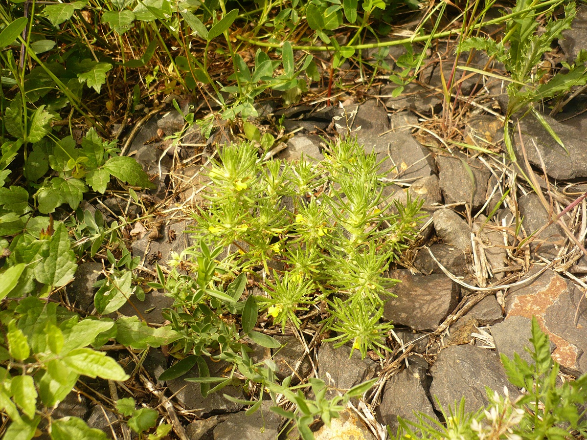 Ajuga chamaepitys subsp. chamaepitys (Lamiaceae)